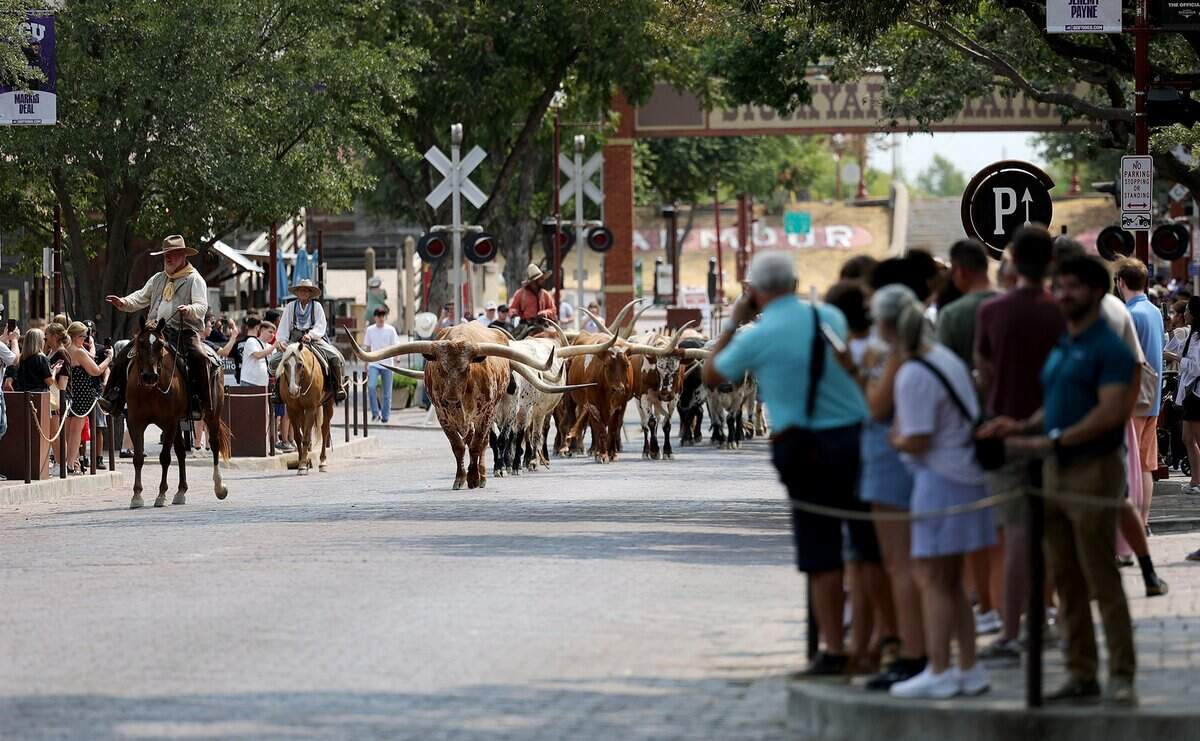 The Fort Worth Herd parades along East Exchange Avenue in the Fort Worth Stockyards on Tuesday, Aug. 25, 2026. Visitors can see the cattle drive twice a day.